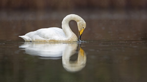 Whooper Swan (Cygnus cygnus), Saxony-Anhalt, Germany