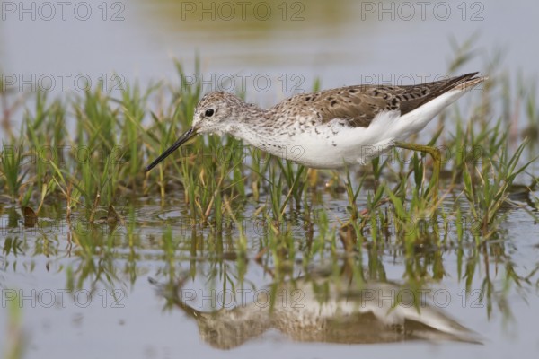 Marsh Sandpiper (Tringa stagnatilis), Cyprus