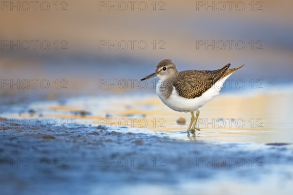 Wood Sandpiper (Tringa glareola) foraging, Lake Neusiedl, Austria