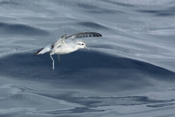 Fairy Prion (Pachyptila turtur) flying, Victoria, Australia