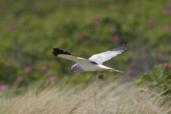 Kornweihe; lat. Circus cyaneus; adultes Männchen im Flug; mit Maus im Fang; am Dünenfuß mit blühenden Rosen; Ostaußengroden; der Ostfriesischen Insel Wangerooge; Nordsee