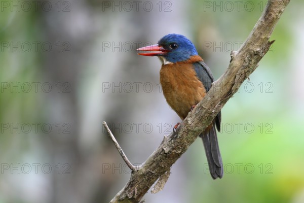 Green-backed Kingfisher (Actenoides monachus) male perched on a branch, Sulawesi Utara, Indonesia