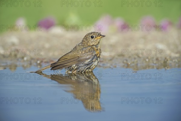 European Robin (Erithacus rubecula) juvenile at a waterhole, Aosta Valley, Italy