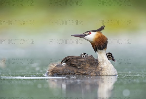 Great Crested Grebe (Podiceps cristatus) with chick, Piedmont, Italy