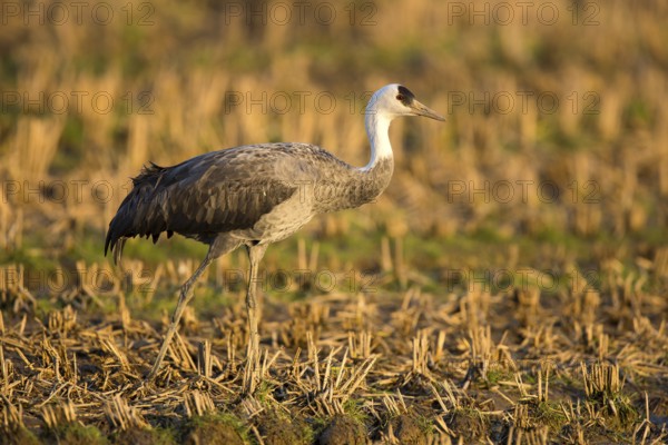 Hooded Crane (Grus monacha) on field, Arasaki, Japan