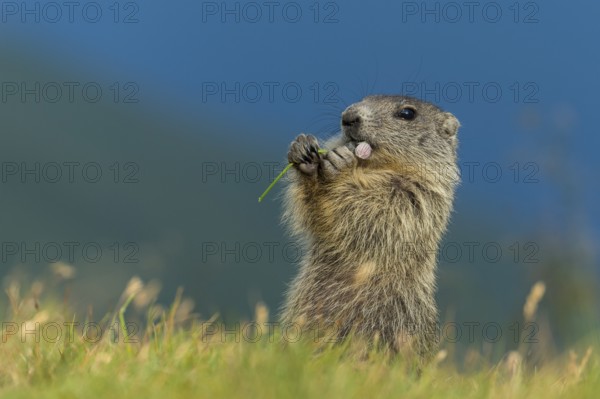 Alpine Marmot (Marmota marmota) juvenile foraging, High Tauern National Park, Carinthia, Austria