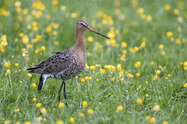 Black-tailed Godwit (Limosa limosa), Lower Saxony, Germany