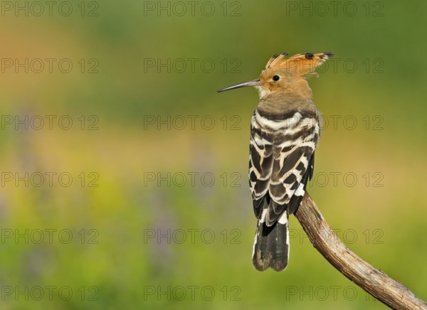 Eurasian Hoopoe (Upupa epops) perched on a branch, Aosta Valley, Italy