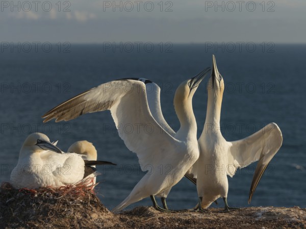 Northern Gannet (Morus bassanus) pair displaying, Schleswig-Holstein, Germany