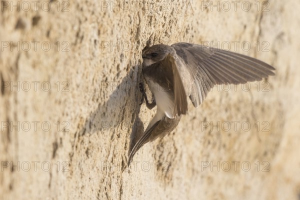 Sand Martin (Riparia riparia) building nest hole, North Rhine-Westphalia, Germany