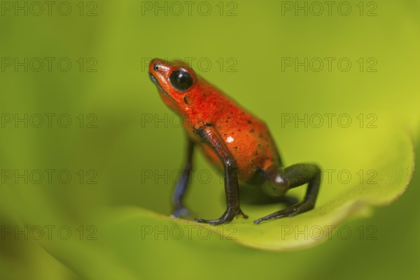 Strawberry poison frog (Oophaga pumilio), Costa Rica