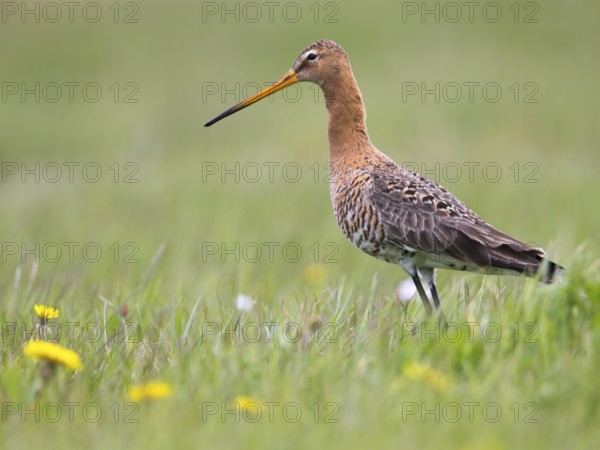Black-tailed Godwit (Limosa limosa) foraging in marshland, North Holland, Netherlands