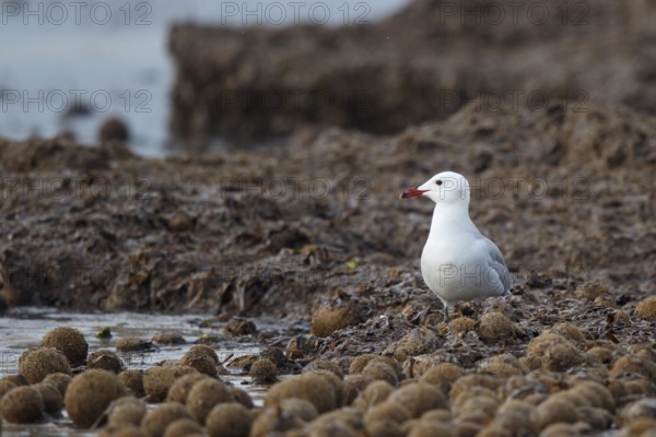 Audouin's Gull (Ichthyaetus audouinii), Mallorca, Spain