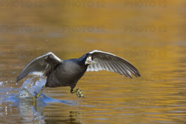 American Coot Fulica americana Gilbert Water Ranch, Gilbert, Arizona, United States 17 January Adult carrying fish and running on water. Rallidae