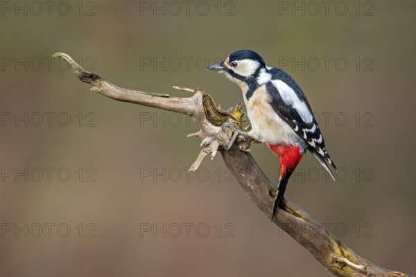 Great Spotted Woodpecker (Dendrocopos major) female, Saxony-Anhalt, Germany