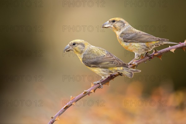 Red Crossbill (Loxia curvirostra) pair perched on a branch, Aragon, Spain
