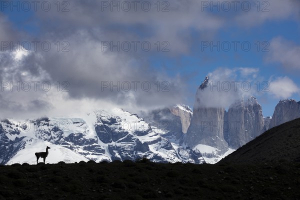 A guanaco against the famed mountains in Torres del Paine National Park, Chile