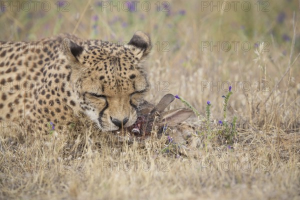 Cheetah (Acinonyx jubatus) feeding on rabbit carcass, Spain