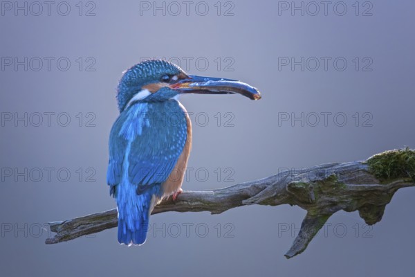 Common Kingfisher (Alcedo atthis) male perched on a branch with fish in its beak, Saxony-Anhalt, Germany