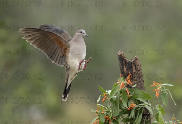 White-tipped Dove (Leptotila verreauxi) approaching a stump, Texas, USA