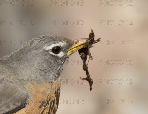 American Robin, Turdus migratorius, collecting nesting material in Saskatoon, Saskatchewan, Canada