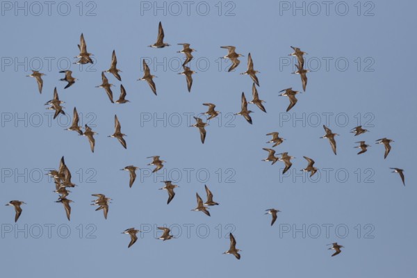Ruff (Calidris pugnax) group flying, Lesvos, Greece