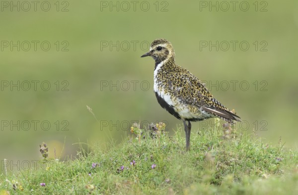 European Golden Plover (Pluvialis apricaria) male on a meadow, Iceland