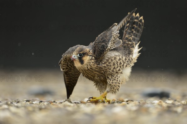 Peregrine Falcon (Falco peregrinus) young male, North Rhine-Westphalia, Germany