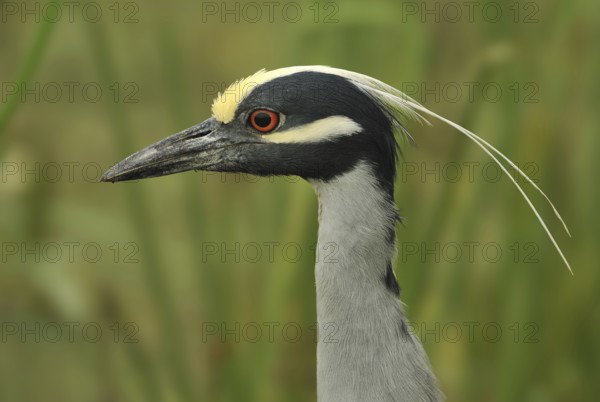 Yellow-crowned Night Heron (Nyctanassa violacea), Texas, USA