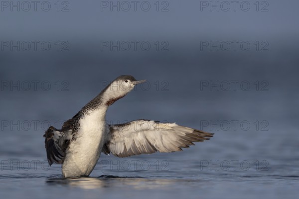 Red-throated Loon (Gavia stellata), Schleswig-Holstein, Germany