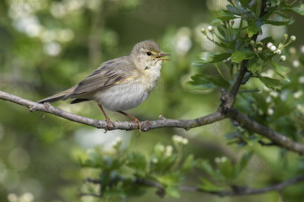 Willow Warbler (Phylloscopus trochilus) singing from a flowering branch, Poland
