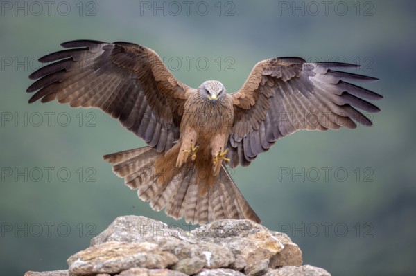 Black Kite (Milvus migrans) landing, Madrid, Spain