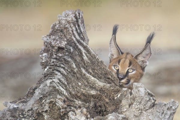 Caracal (Caracal caracal) playful cub hiding, Castile-La Mancha, Spain