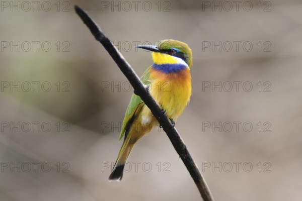 Blue-breasted Bee-eater (Merops variegatus), Uganda