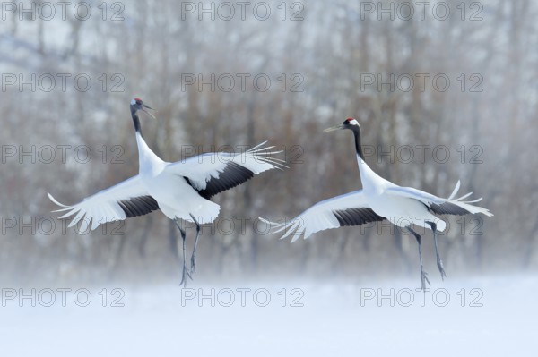 Dancing pair of Red-crowned crane with open wings, winter Hokkaido, Japan. Snowy dance in nature. Courtship of beautiful large white birds in snow. Animal love mating behaviour, bird dance