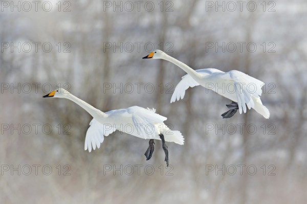 Flying white bird, Whooper Swan, Cygnus cygnus, with winter forest in background, Hokkaido, Japan. Action wildlife scene from nature. Pair of bird in winter condition