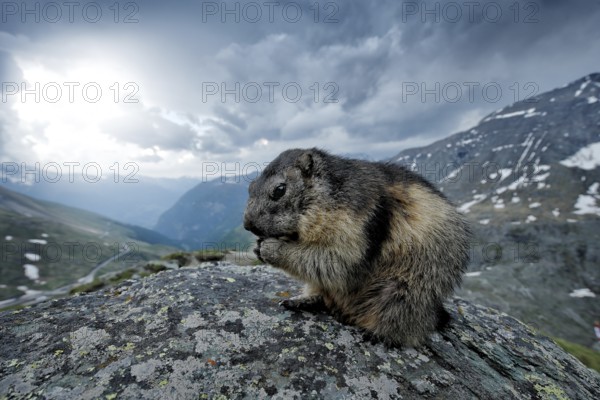 Cute fat animal Marmot, sitting on the stone with nature rock mountain habitat, Alp, Austria. Wildlife scene from wild nature. Funny image, detail of Marmot. Wide angle with habitat