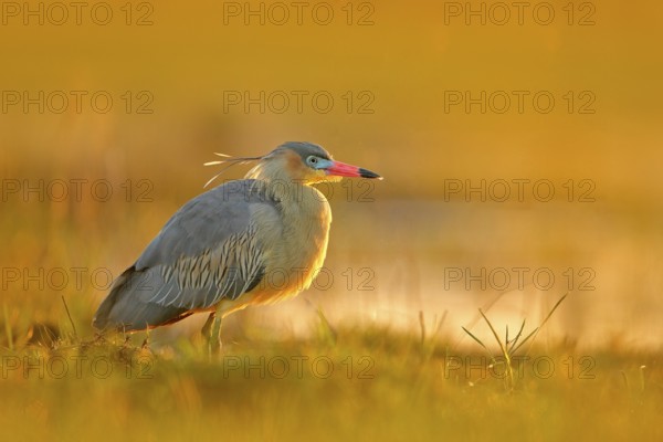 Whistling Heron, Syrigma sibilatrix, bird with evening sun, Pantanal, Brazil. Bird in beautiful morning sun. Sunset nature lake. Wildlife Brazil. Heron, sunrise, Pantanal