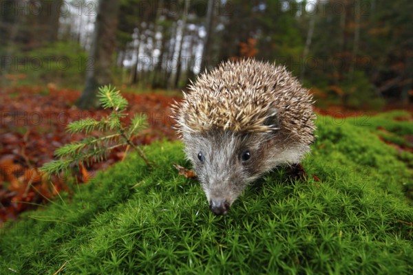 European Hedgehog, Erinaceus europaeus, on a green moss at the forest, photo with wide angle. Hedgehog in dark wood, autumn image.Cute funny animal with snipes