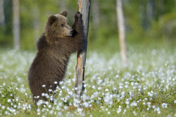 Eurasian Brown Bear (Ursus arctos) cub standing at tree trunk in white cottongrass, Finland