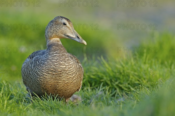 Eider, Somateria mollissima, hidden in the green grass. Portrait of bird in the nature habitat, coast of Norway. Beautiful wildlife scene with birds head