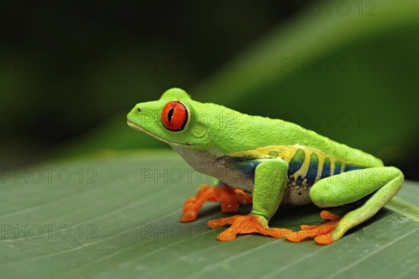 Red-eyed Tree Frog, Agalychnis callidryas, Costa Rica