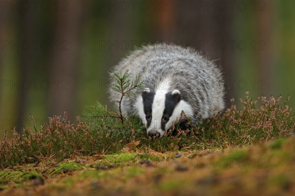Wild Badger, Meles meles, animal in wood. European badger, autumn pine green forest. Mammal environment, rainy day. Badger in forest, animal nature habitat, Germany, Europe. Wildlife wood scene