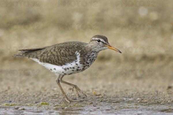 Spotted Sandpiper (Actitis macularius) foraging, North Rhine-Westphalia, Germany