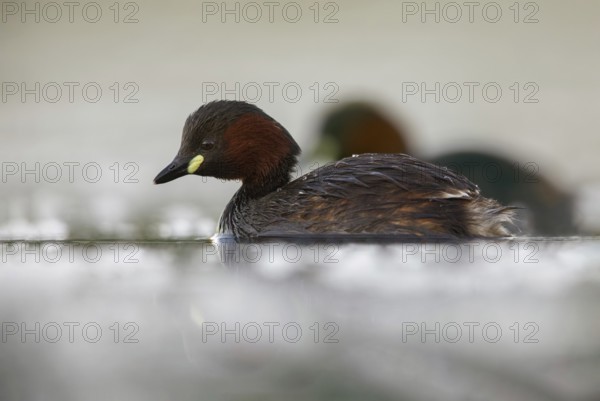 Little Grebe (Tachybaptus ruficollis), Poland