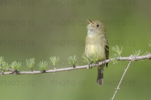 Yellow-bellied Flycatcher (Empidonax flaviventris) singing, perched on a branch, Minnesota, USA