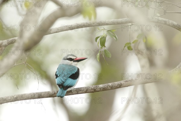 Woodland Kingfisher (Halcyon senegalensis), Kruger National Park, South Africa