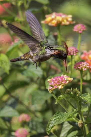 Frilled Coquette (Lophornis magnificus) flying and feeding at a flower in the Atlantic rainforest of southeast Brazil