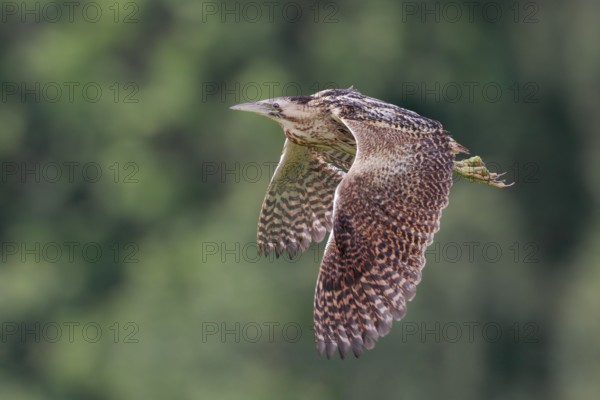 Rohrdommel; lat. Botaurus stellaris; im Flug von der Seite mit Wald im Hintergrund
