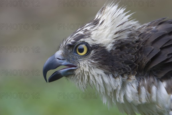Fischadler; lat. Pandion haliaetus; Kopfportrait von der Seite; rufend mit aufgestellten Nackenfedern